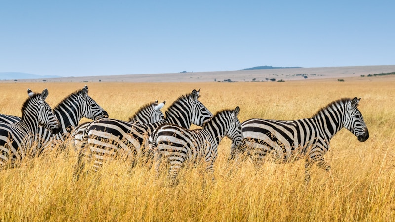 The Magician tarot card surrounded by candles, crystals and ritual tools on an altar, used for tarot magic spells and manifestation work
